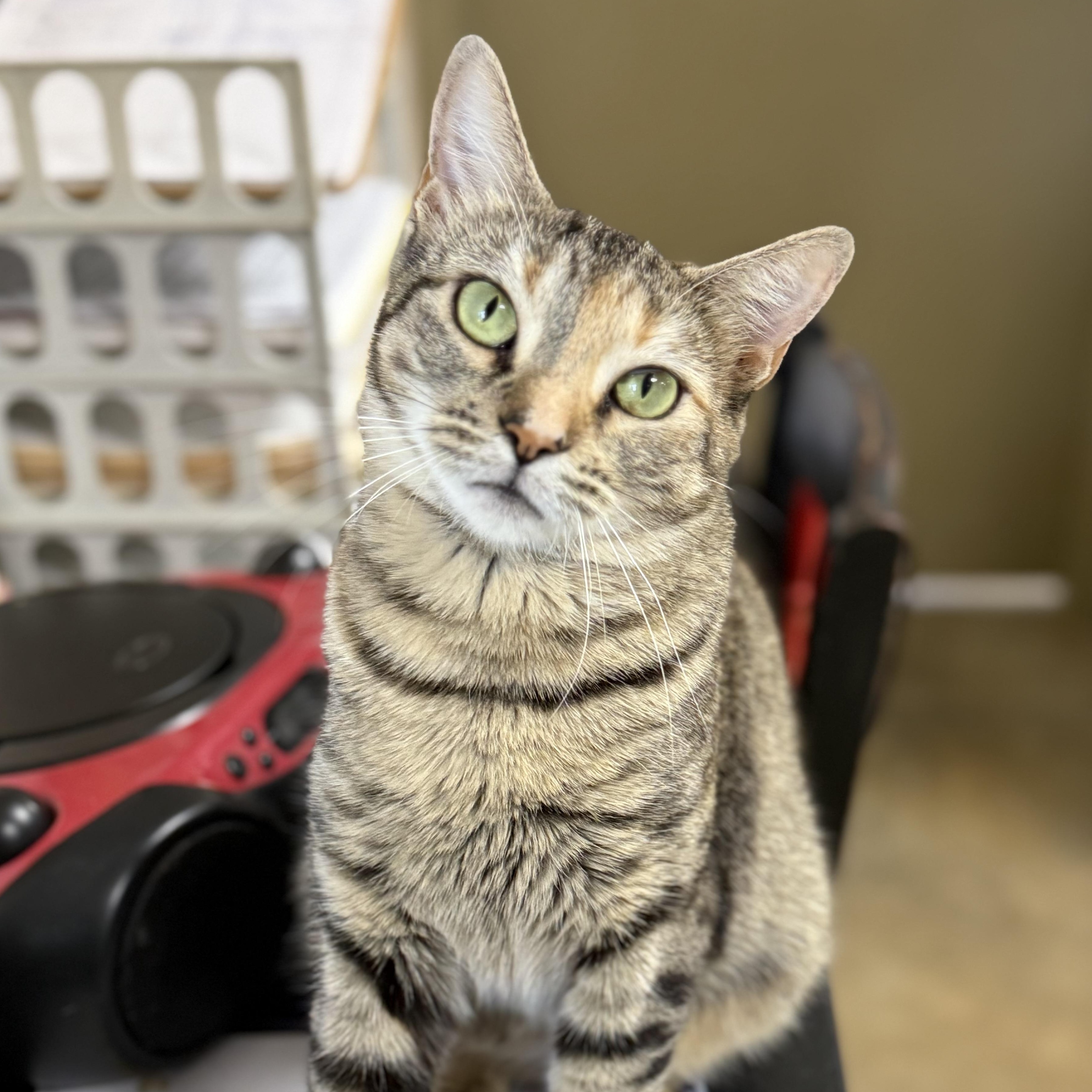 Enlarge GG, a ADOPTABLE Domestic Short Hair in Collierville, TN image 4/5