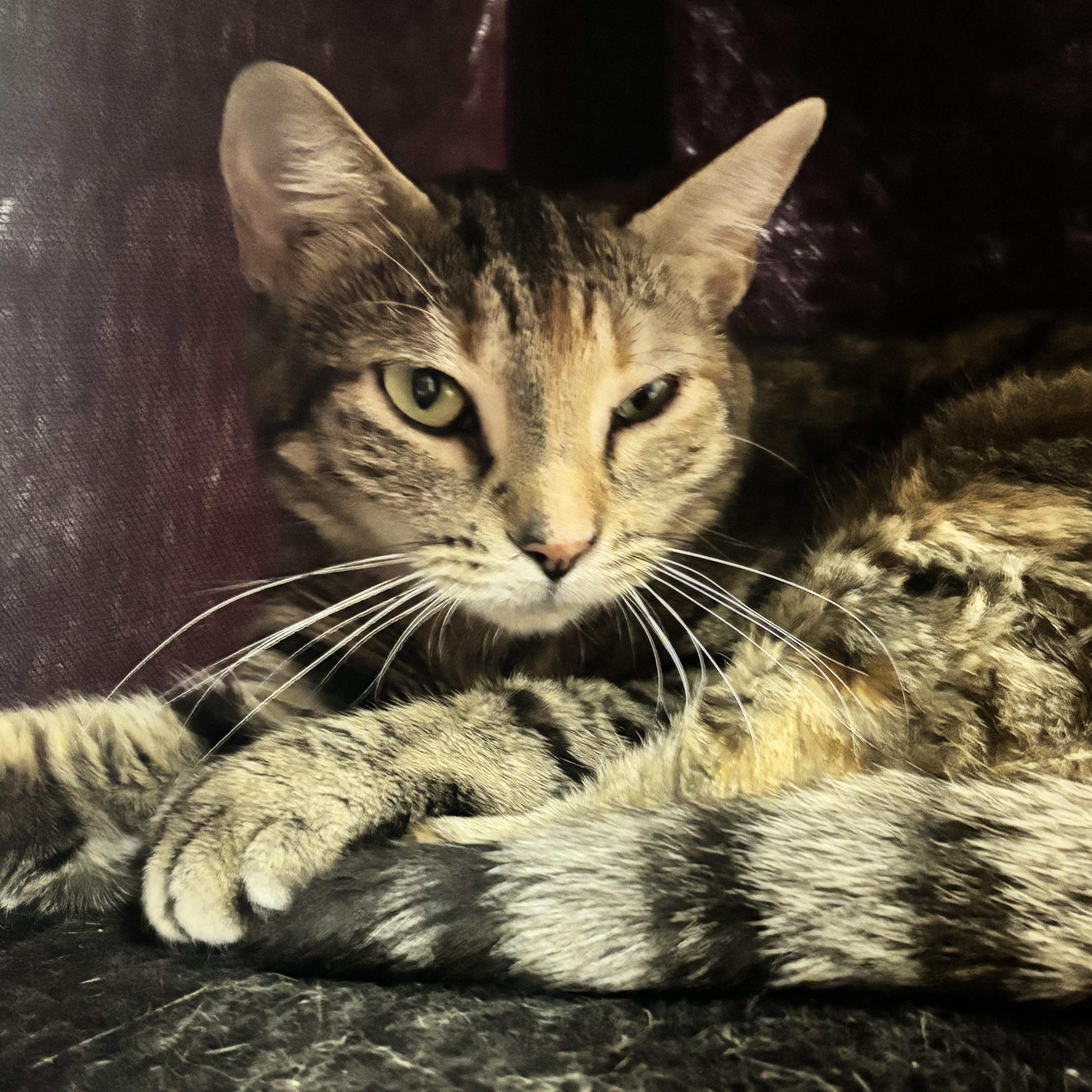 GG, a ADOPTABLE Domestic Short Hair in Collierville, TN image 4/5