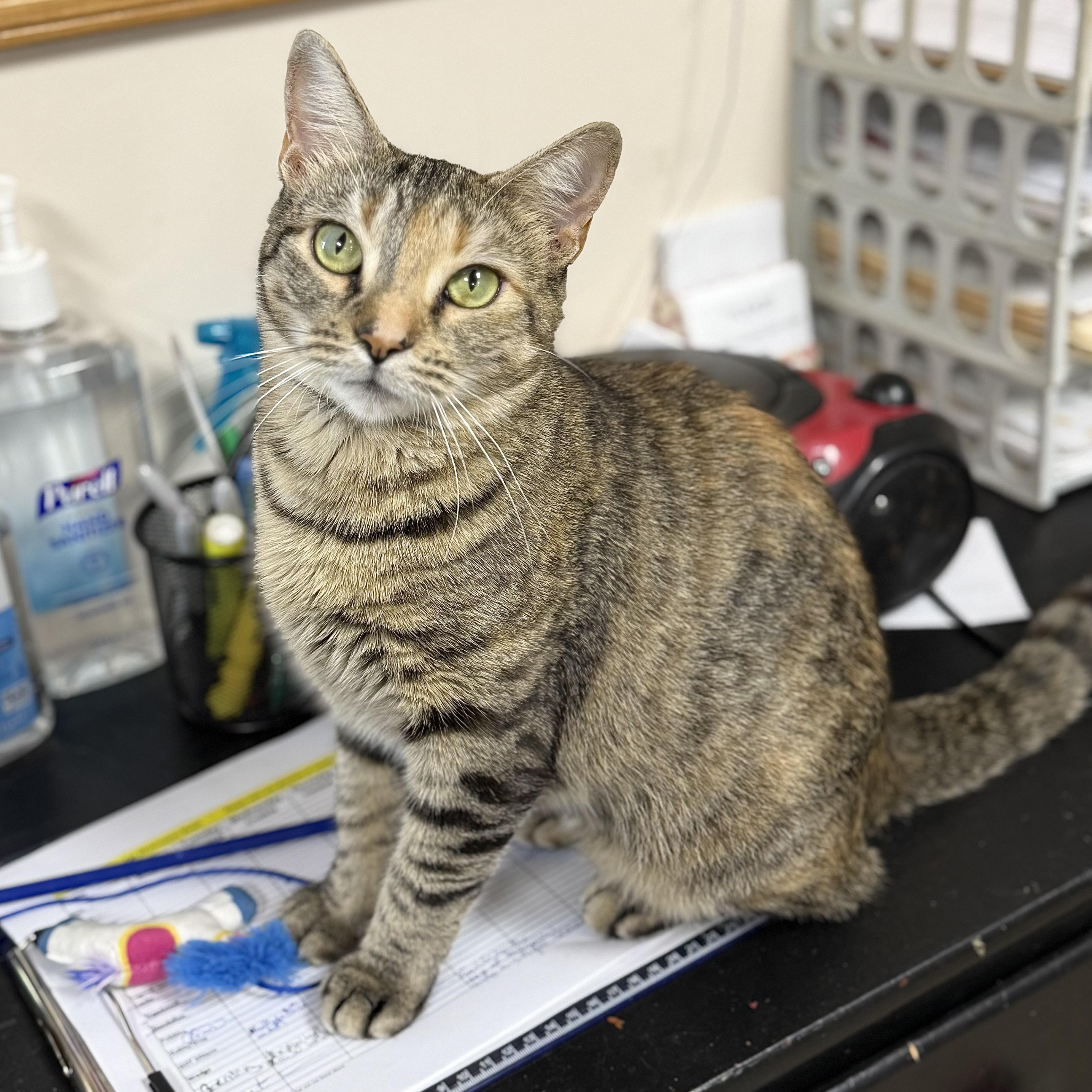 Enlarge GG, a ADOPTABLE Domestic Short Hair in Collierville, TN image 5/5