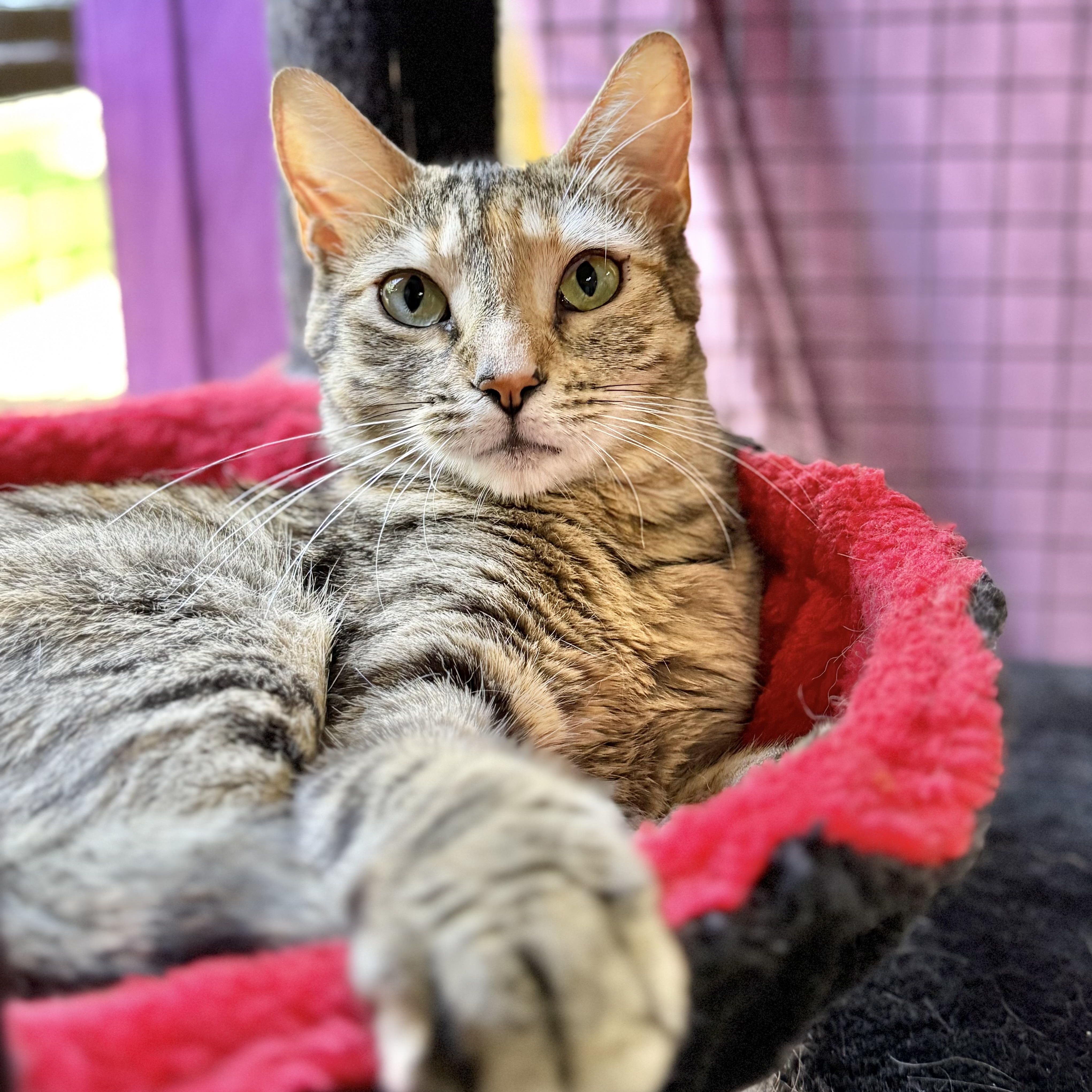 GG, ADOPTABLE, Adult Female Domestic Short Hair.