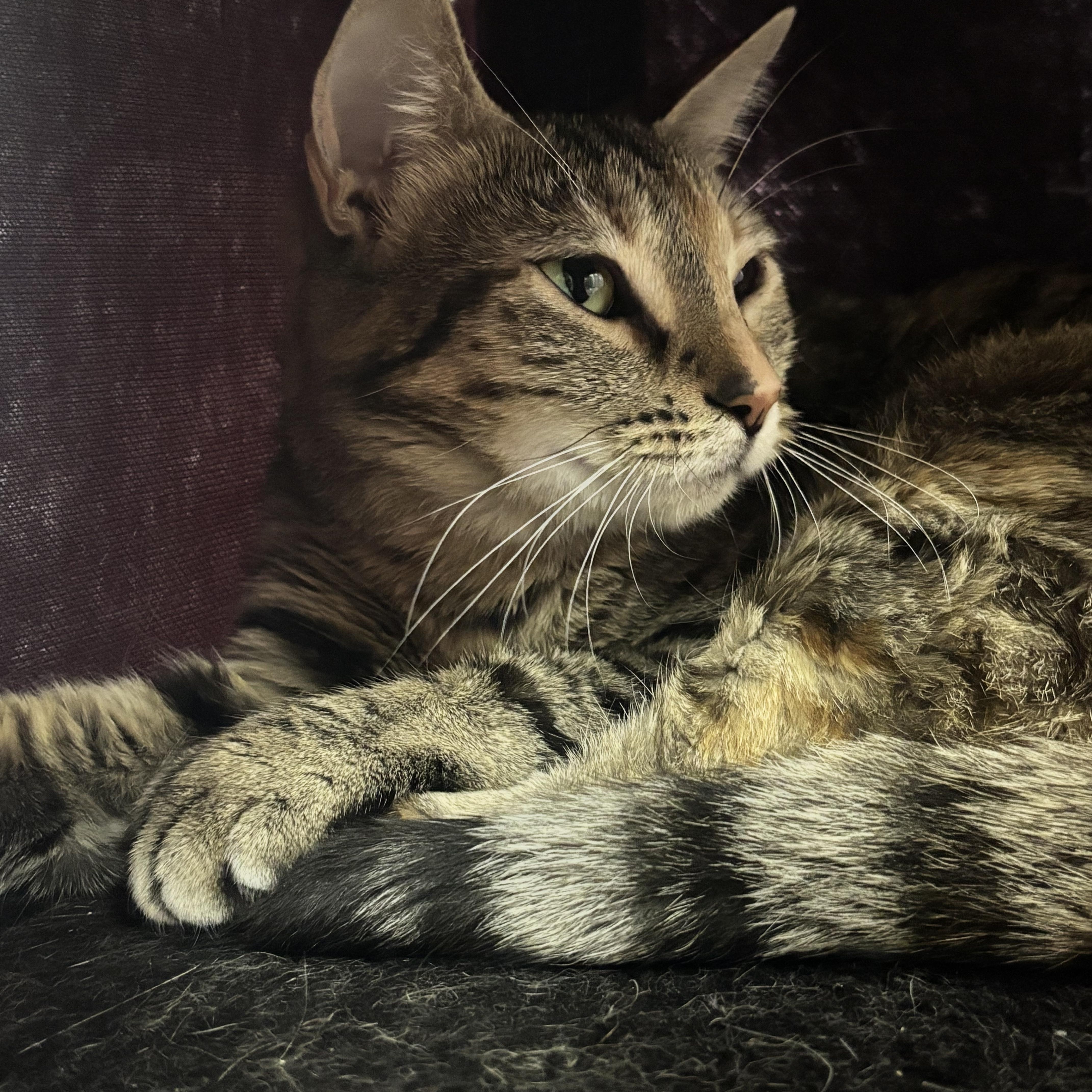 GG, a ADOPTABLE Domestic Short Hair in Collierville, TN image 2/5