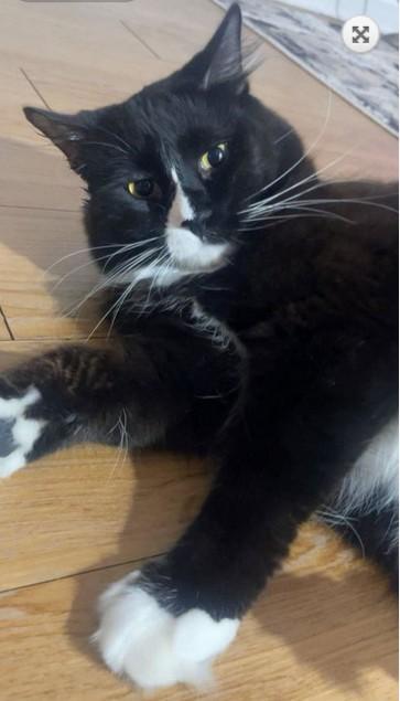 OH - Jax (MCR), Adopted, Adult Male Domestic Medium Hair & Maine Coon.