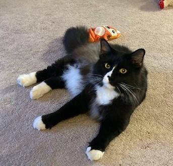 Enlarge OH - Jax (MCR), a Adopted mixed breed in Columbus , OH image 2/3