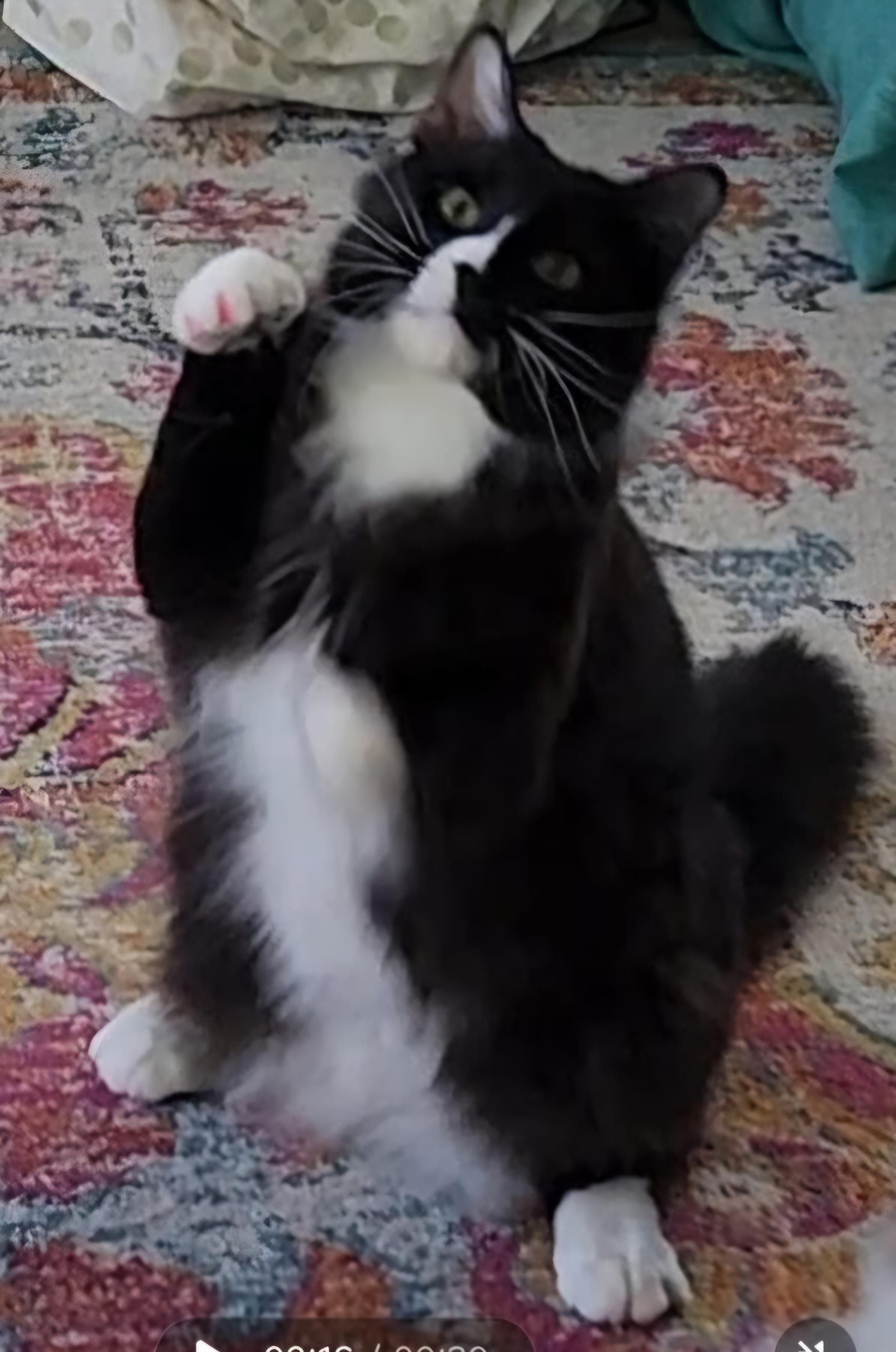 Enlarge OH - Jax (MCR), a Adopted mixed breed in Columbus , OH image 3/3