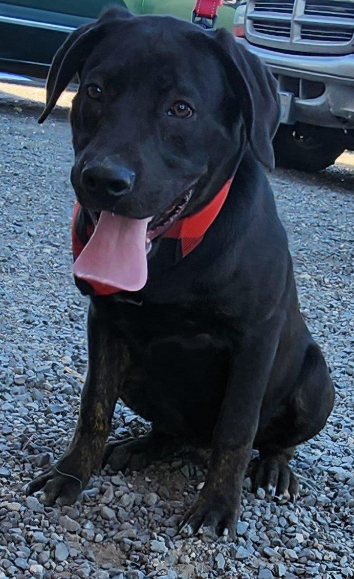 Lars, an adoptable Labrador Retriever in Marysville, WA, 98270 | Photo Image 1