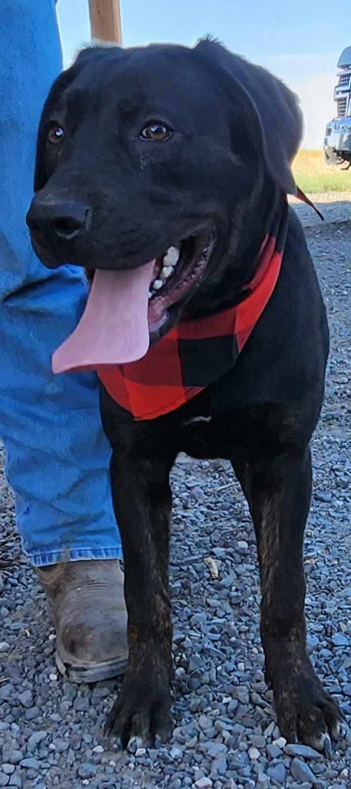 Lars, an adoptable Labrador Retriever in Marysville, WA, 98270 | Photo Image 3