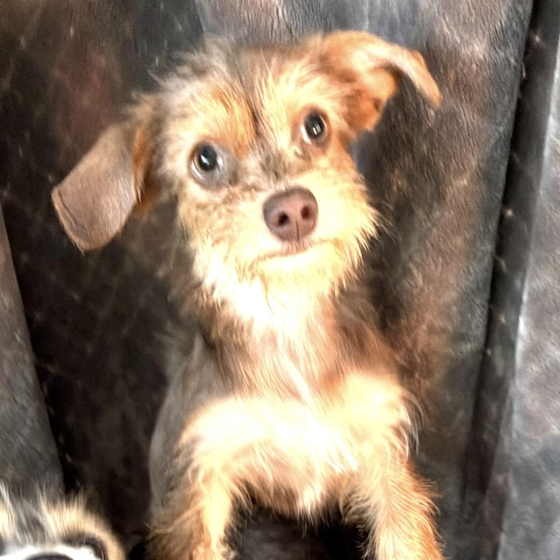 Esme, ADOPTABLE, Young Female Yorkshire Terrier.