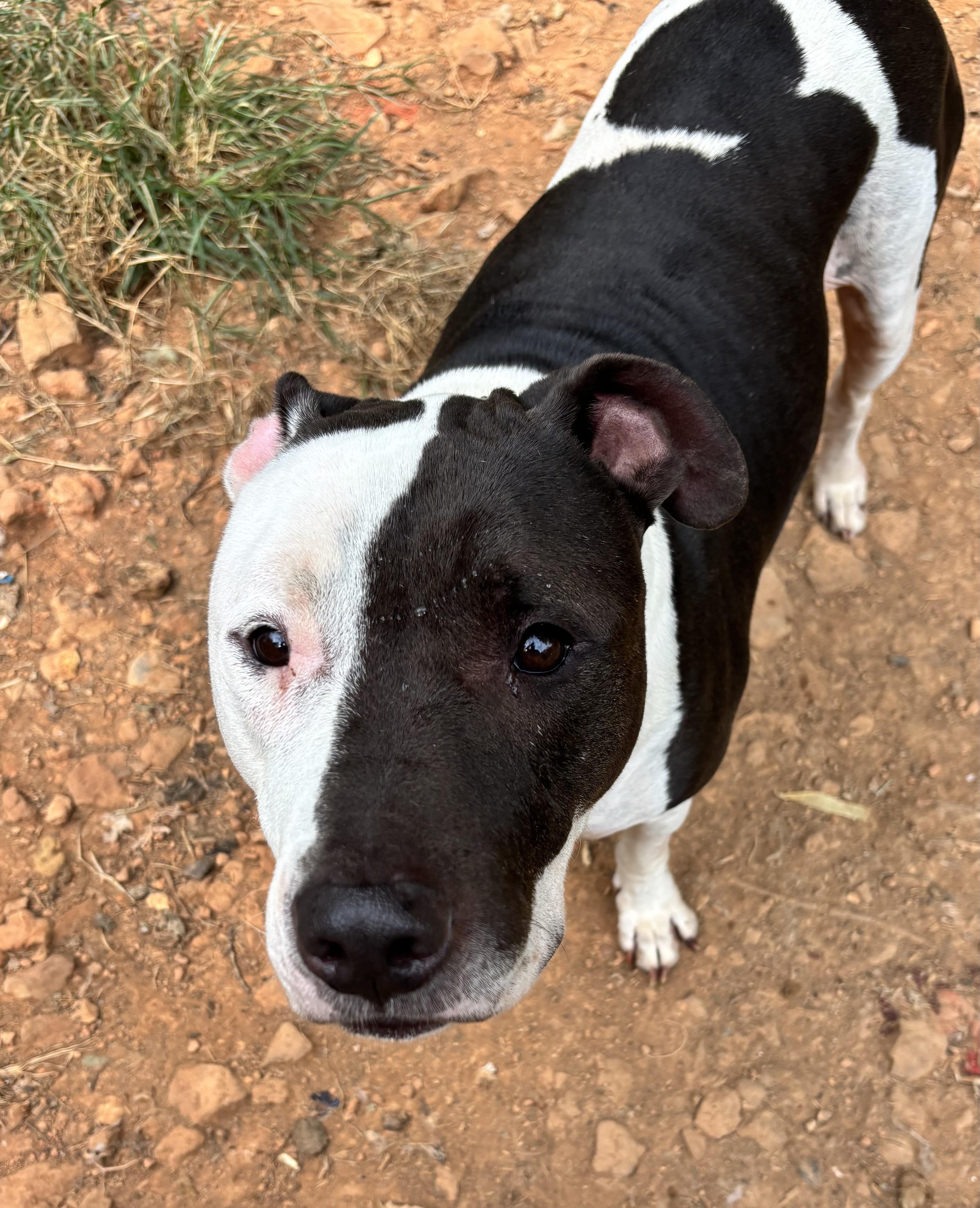 Enlarge Max, a Adopted mixed breed in Rogers, AR image 1/1