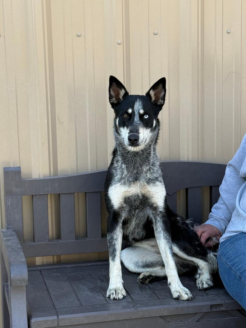 Xena, ADOPTABLE, Young Female Border Collie & Australian Cattle Dog / Blue Heeler.