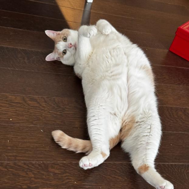 Draco Malfoy, Adoptable, Senior Male Domestic Short Hair.