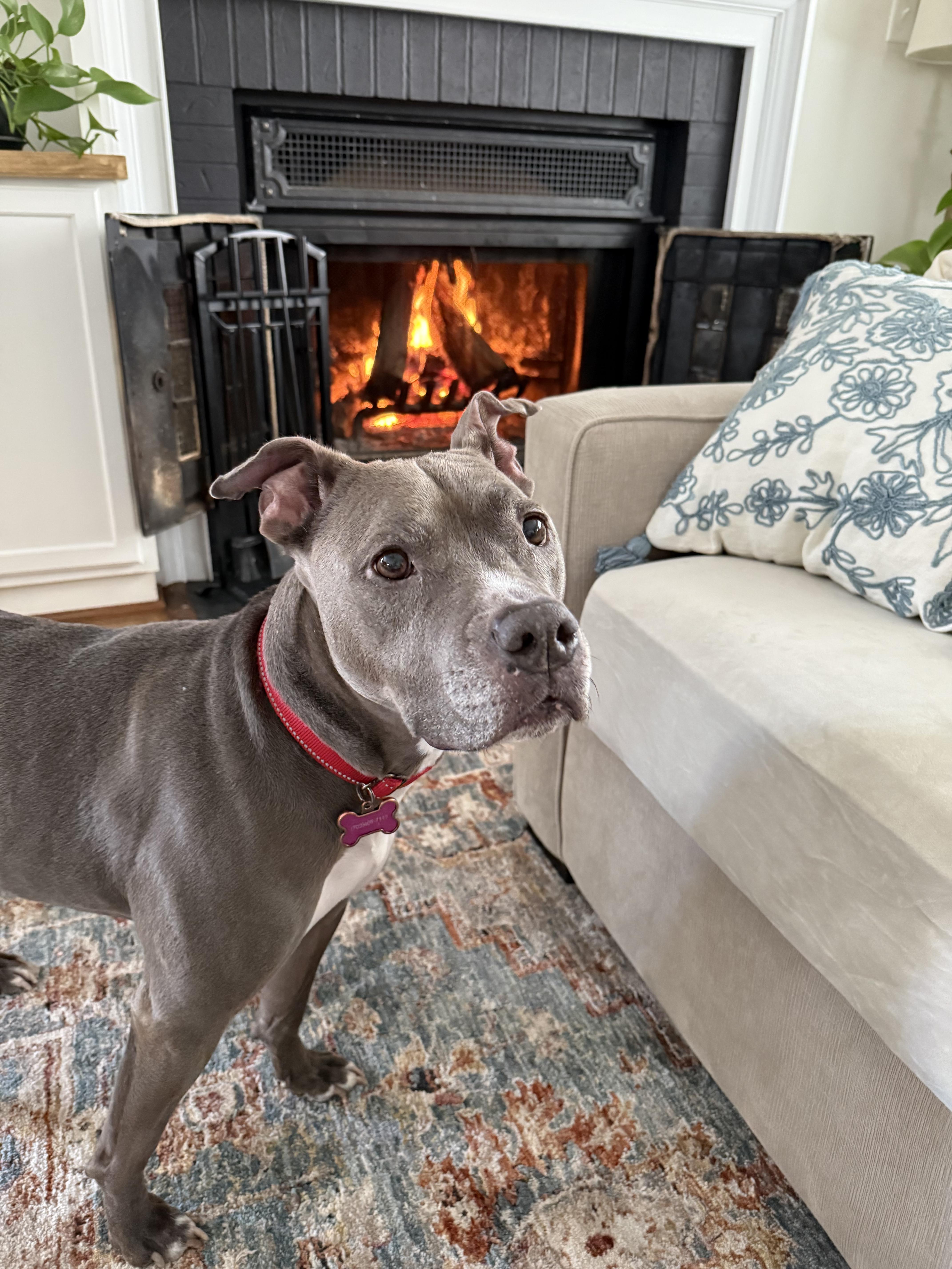 Faith, Adoptable, Adult Female Pit Bull Terrier.