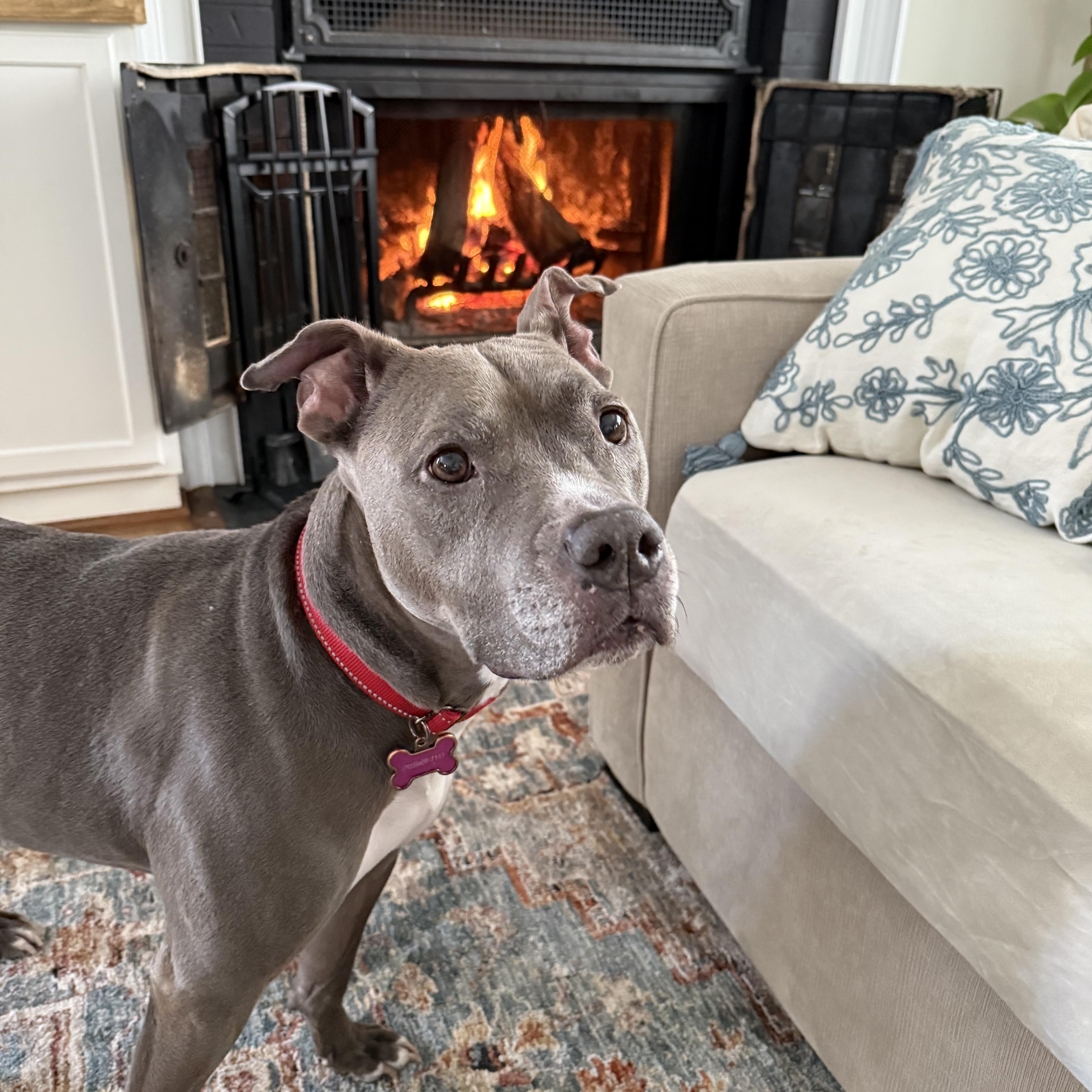 Enlarge Faith, a Adoptable Pit Bull Terrier in Alexandria, VA image 1/5