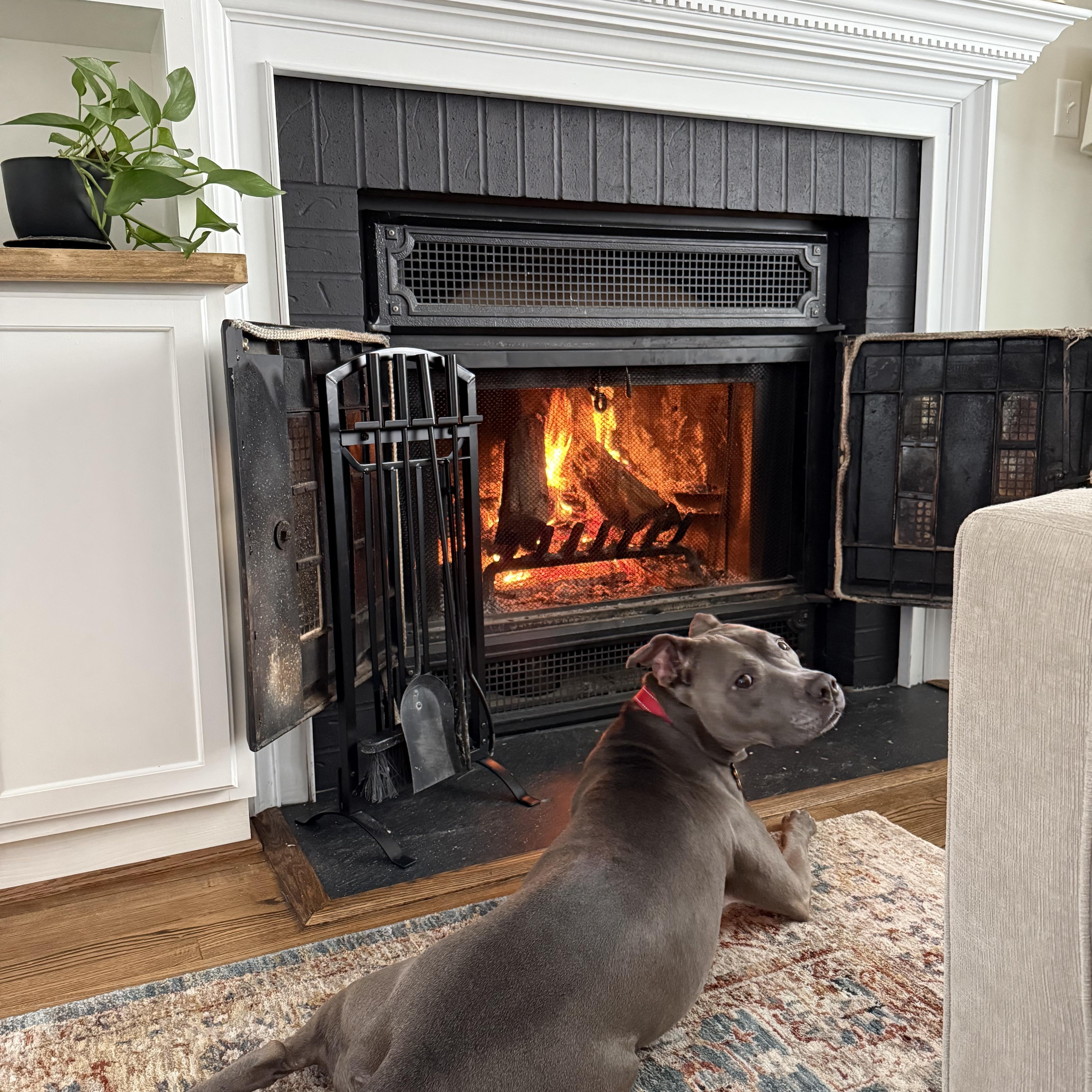 Enlarge Faith, a Adoptable Pit Bull Terrier in Alexandria, VA image 2/5