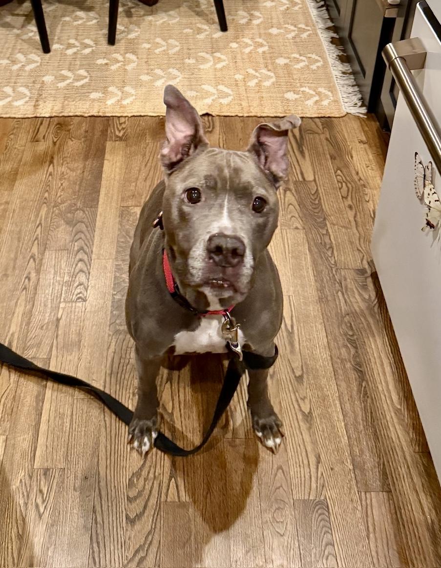 Enlarge Faith, a Adoptable Pit Bull Terrier in Alexandria, VA image 3/5