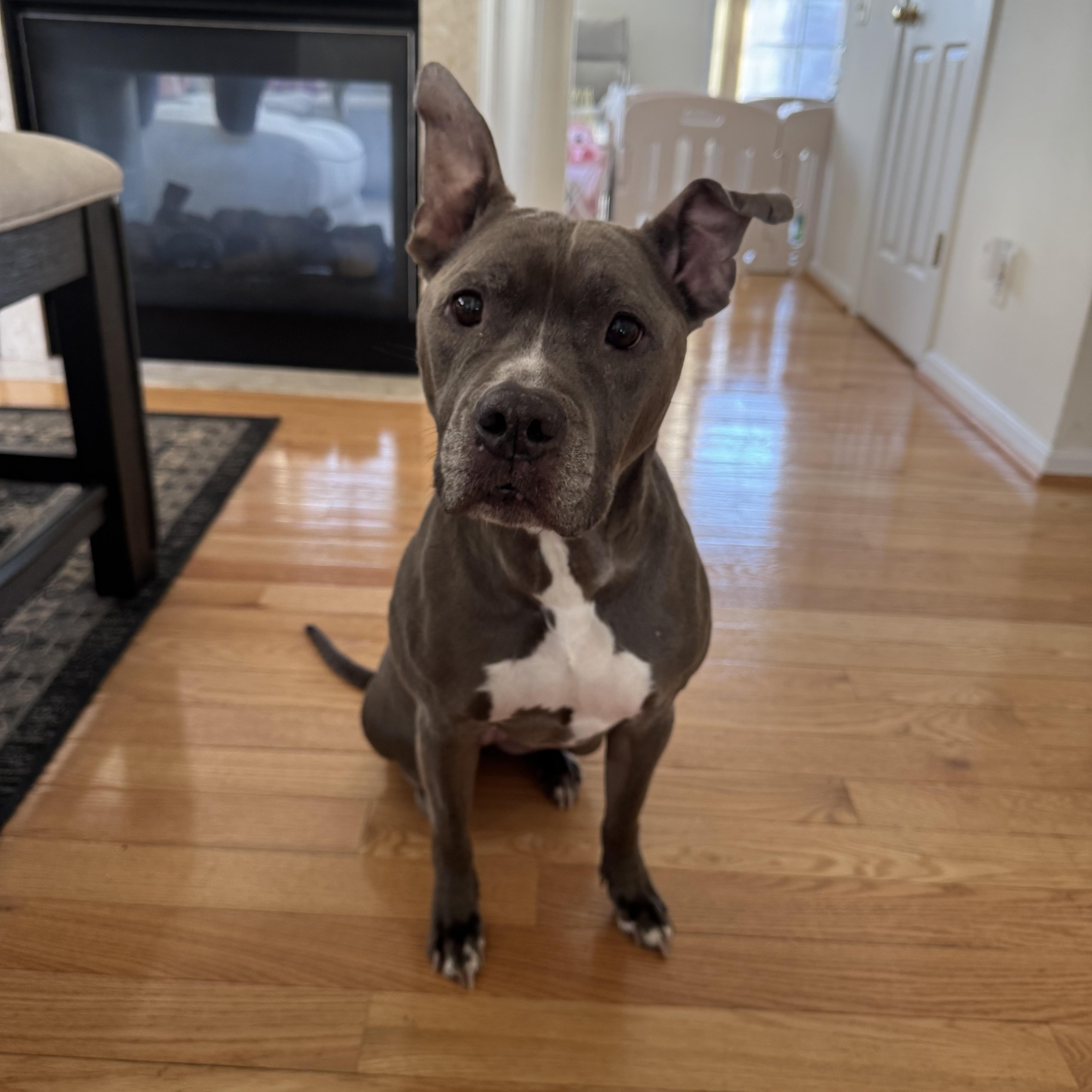 Enlarge Faith, a Adoptable Pit Bull Terrier in Alexandria, VA image 4/5