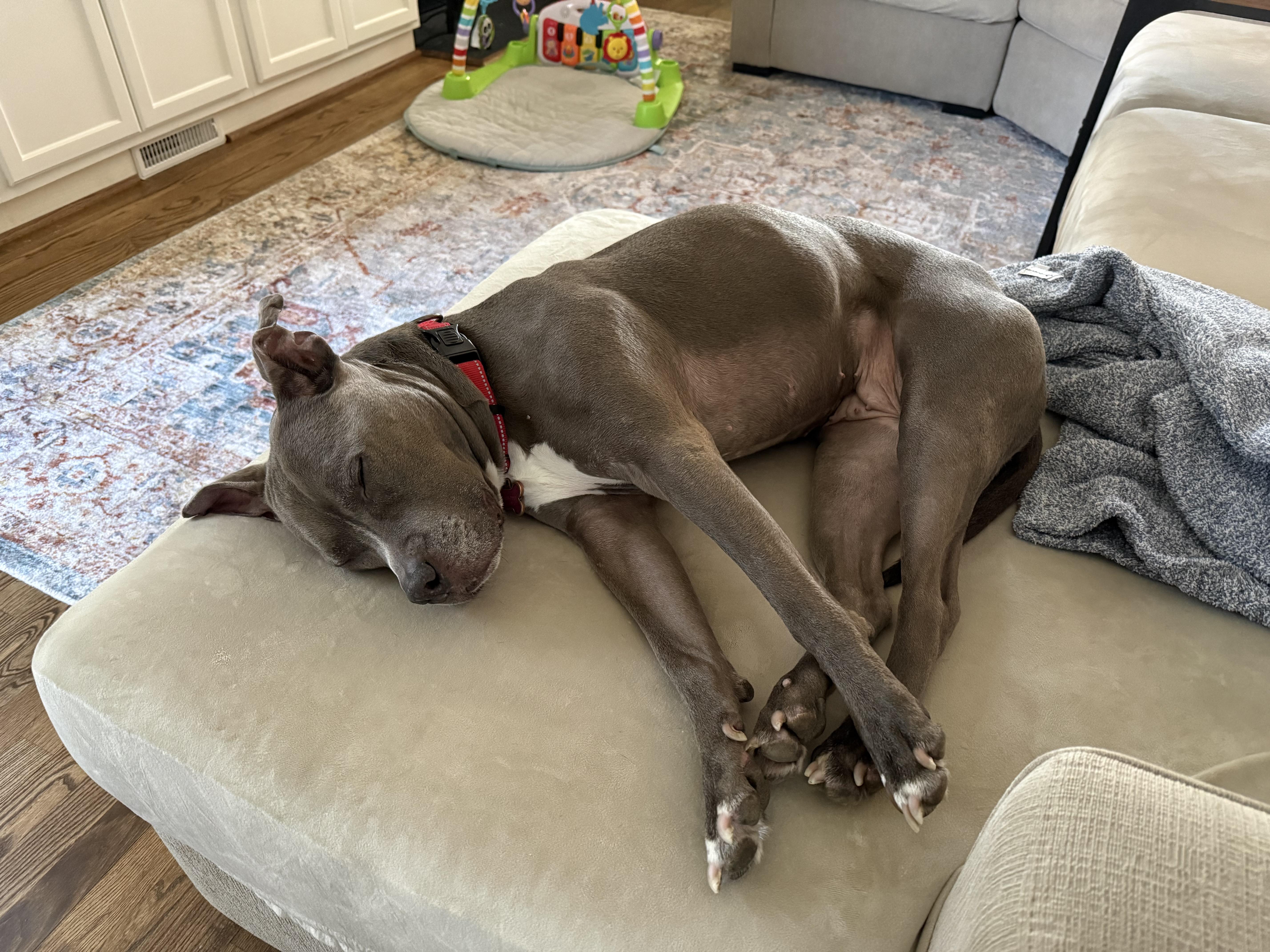 Enlarge Faith, a Adoptable Pit Bull Terrier in Alexandria, VA image 5/5