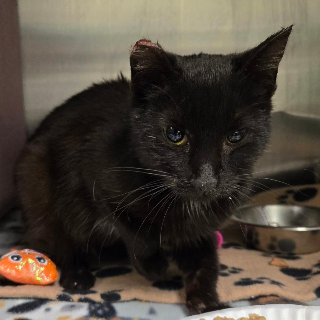 Snapple, Adoptable, Young Female Domestic Short Hair.