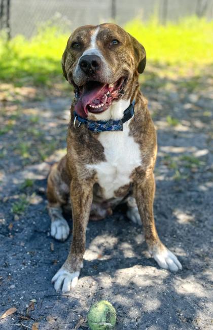 Bingo, Adoptable, Adult Male Hound & Mixed Breed.