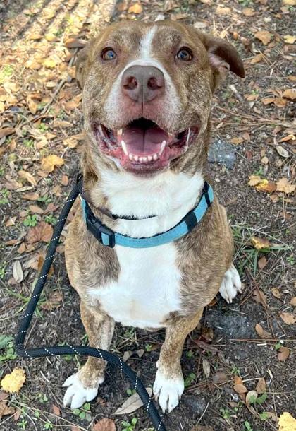 Enlarge Bingo, a Adoptable mixed breed in Palm Coast, FL image 1/3