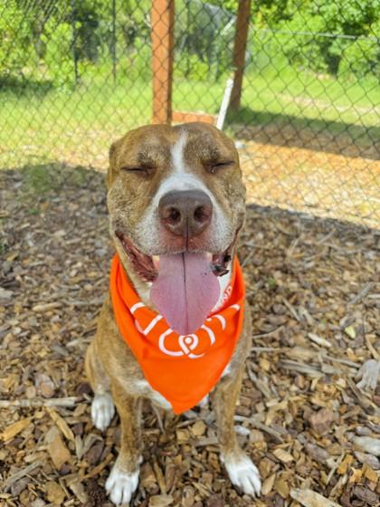 Bingo, Adoptable, Adult Male Hound & Mixed Breed.