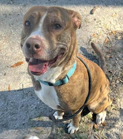 Enlarge Bingo, a Adoptable mixed breed in Palm Coast, FL image 2/3