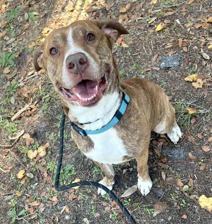 Enlarge Bingo, a Adoptable mixed breed in Palm Coast, FL image 3/3