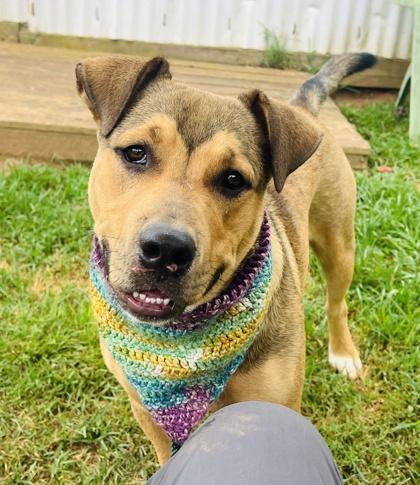 Miguel $25 Foster, Adoptable, Young Male Mixed Breed & Mixed Breed.