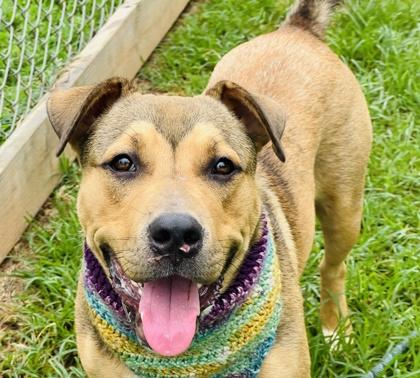 Enlarge Miguel $25 Foster, a Adoptable mixed breed in Seneca, SC image 2/3