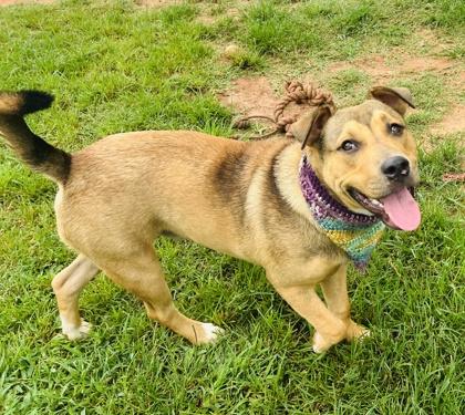 Enlarge Miguel $25 Foster, a Adoptable mixed breed in Seneca, SC image 3/3