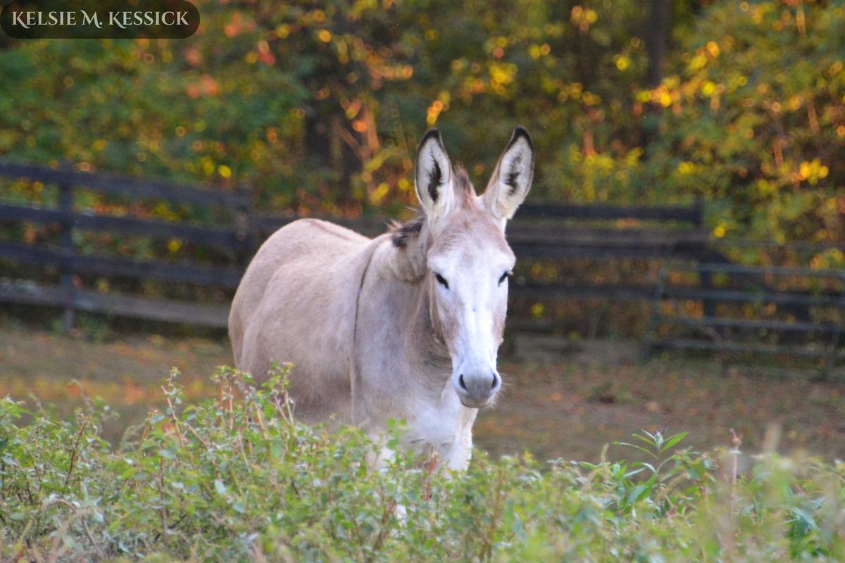 Apple, Adult Female unknown