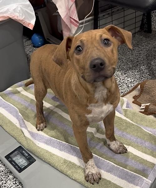 Marge, ADOPTABLE, Puppy Female Labrador Retriever & Hound.