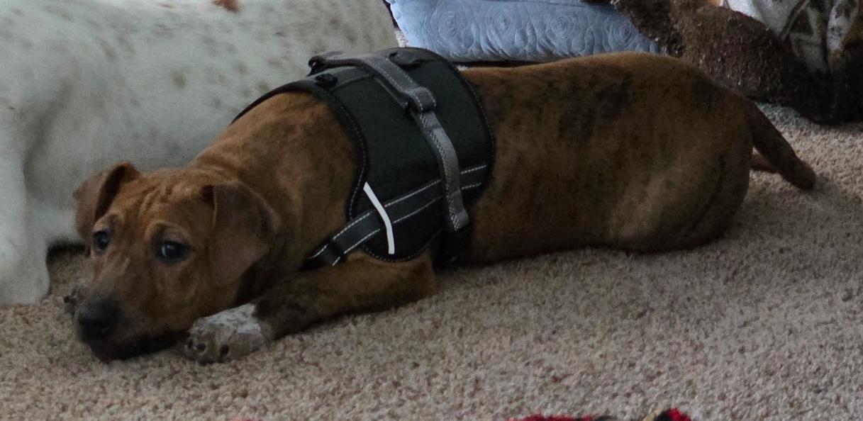 Enlarge Marge, a ADOPTABLE mixed breed in Aurora, IL image 2/4