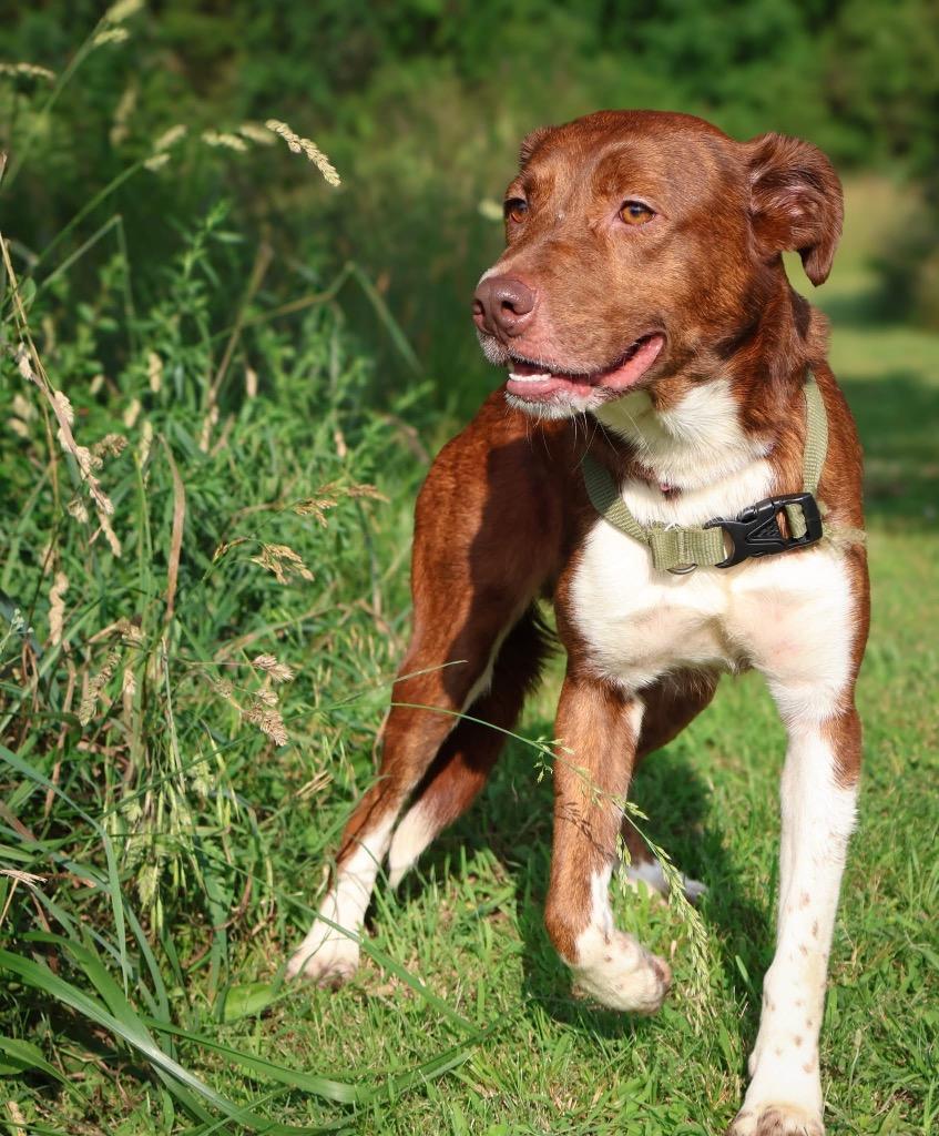 Enlarge Ebie, a Adoptable mixed breed in Columbia, TN image 1/4