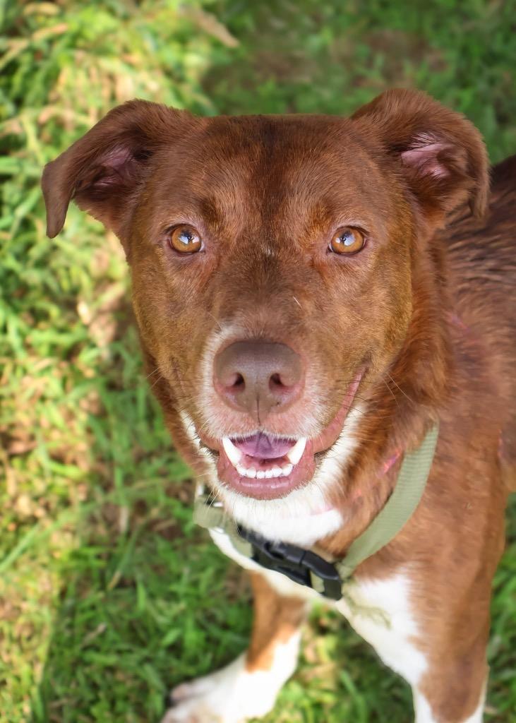 Enlarge Ebie, a Adoptable mixed breed in Columbia, TN image 2/4