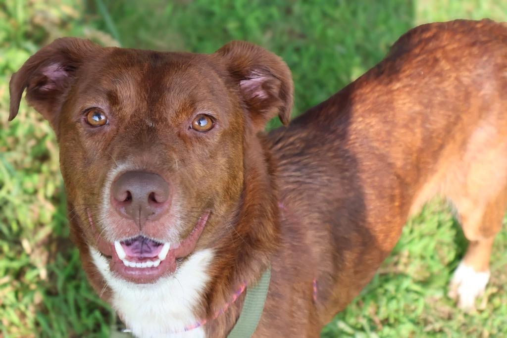 Enlarge Ebie, a Adoptable mixed breed in Columbia, TN image 3/4