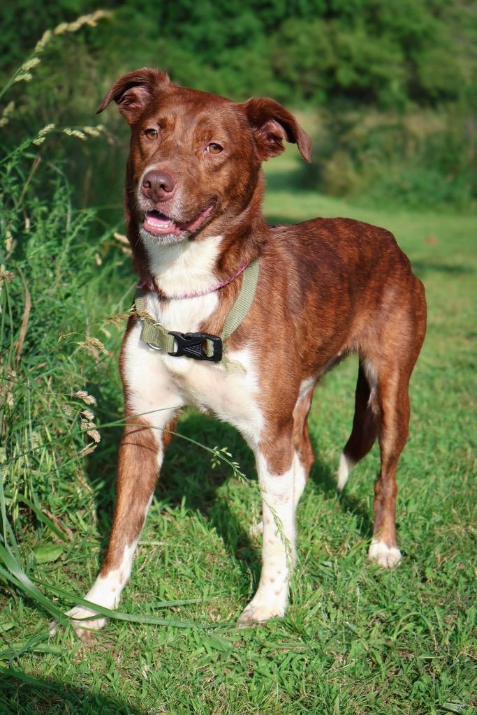 Enlarge Ebie, a Adoptable mixed breed in Columbia, TN image 4/4
