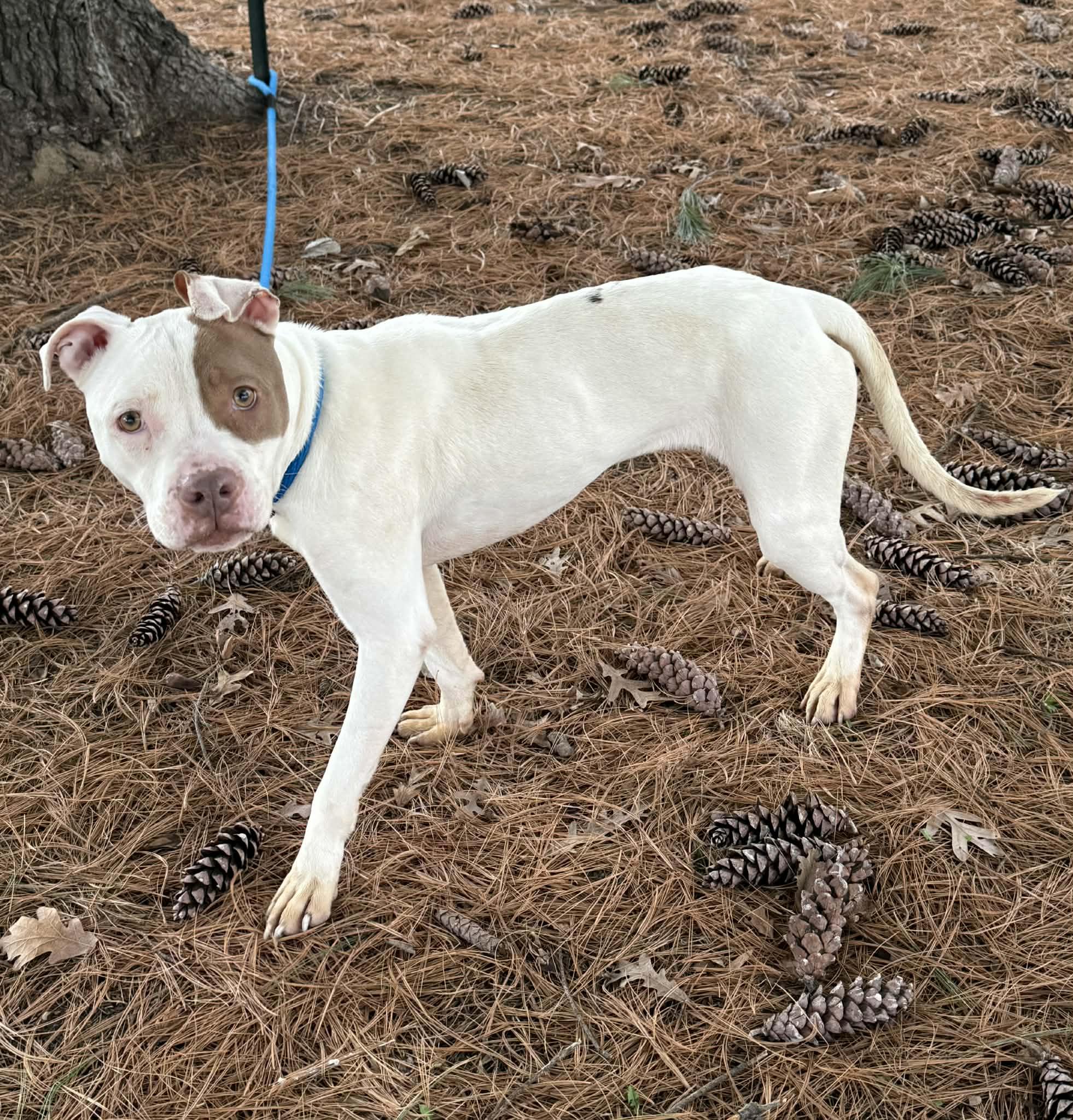 Enlarge Princess, an adopted mixed breed in Springfield, IL image 2/4