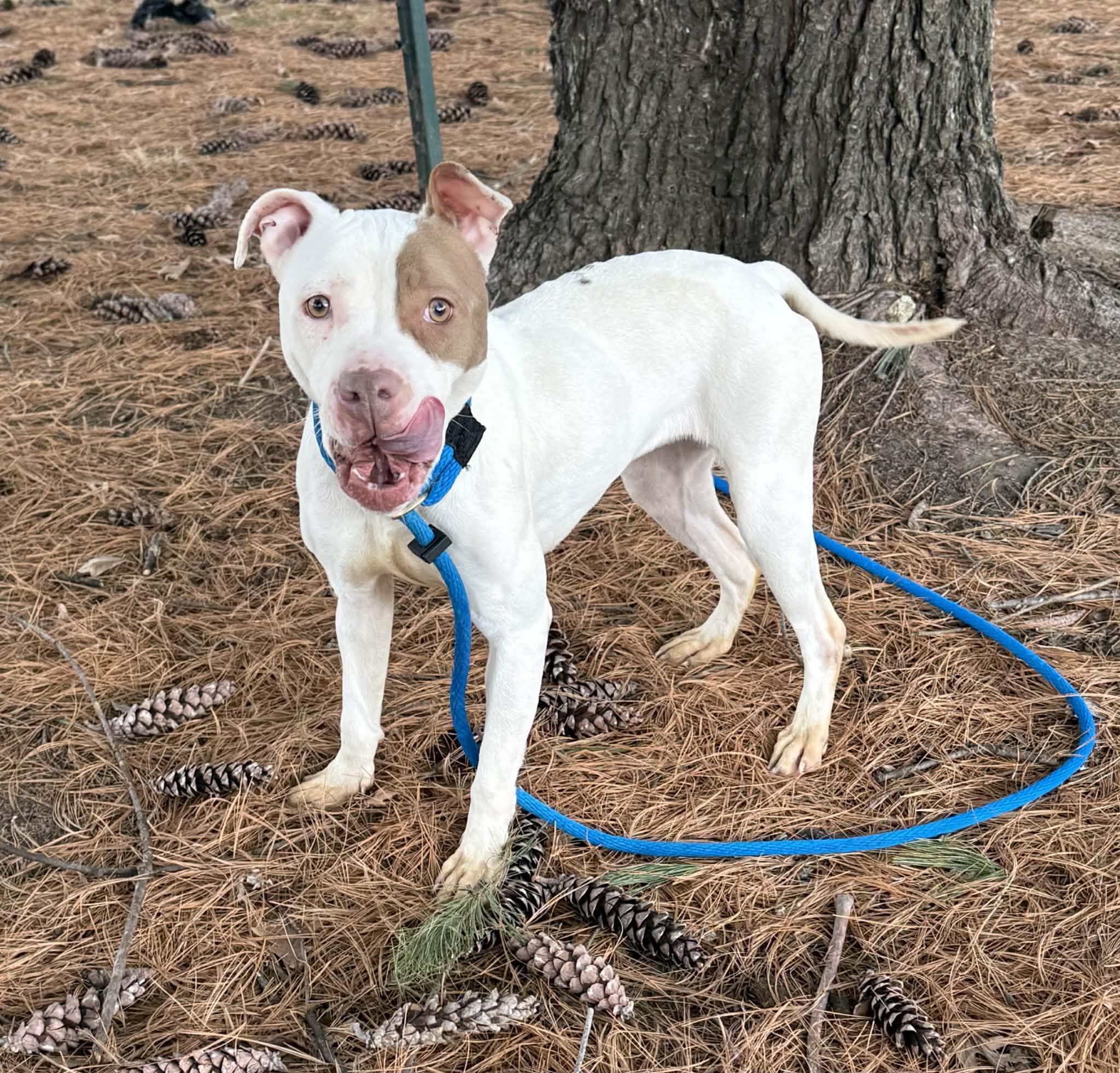 Princess, adopted, Adult Female Pit Bull Terrier.