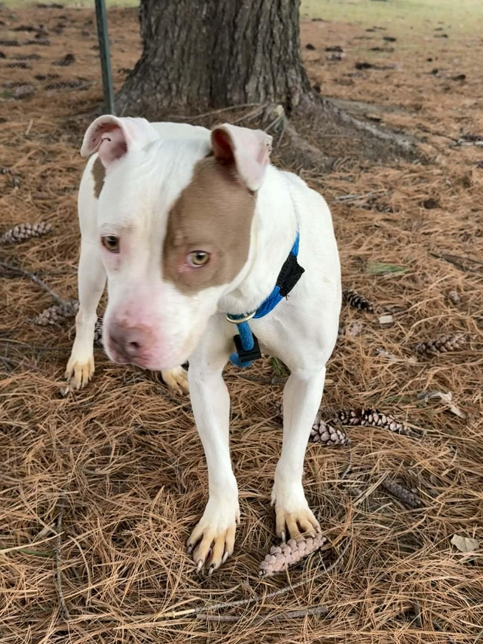 Enlarge Princess, an adopted mixed breed in Springfield, IL image 3/4