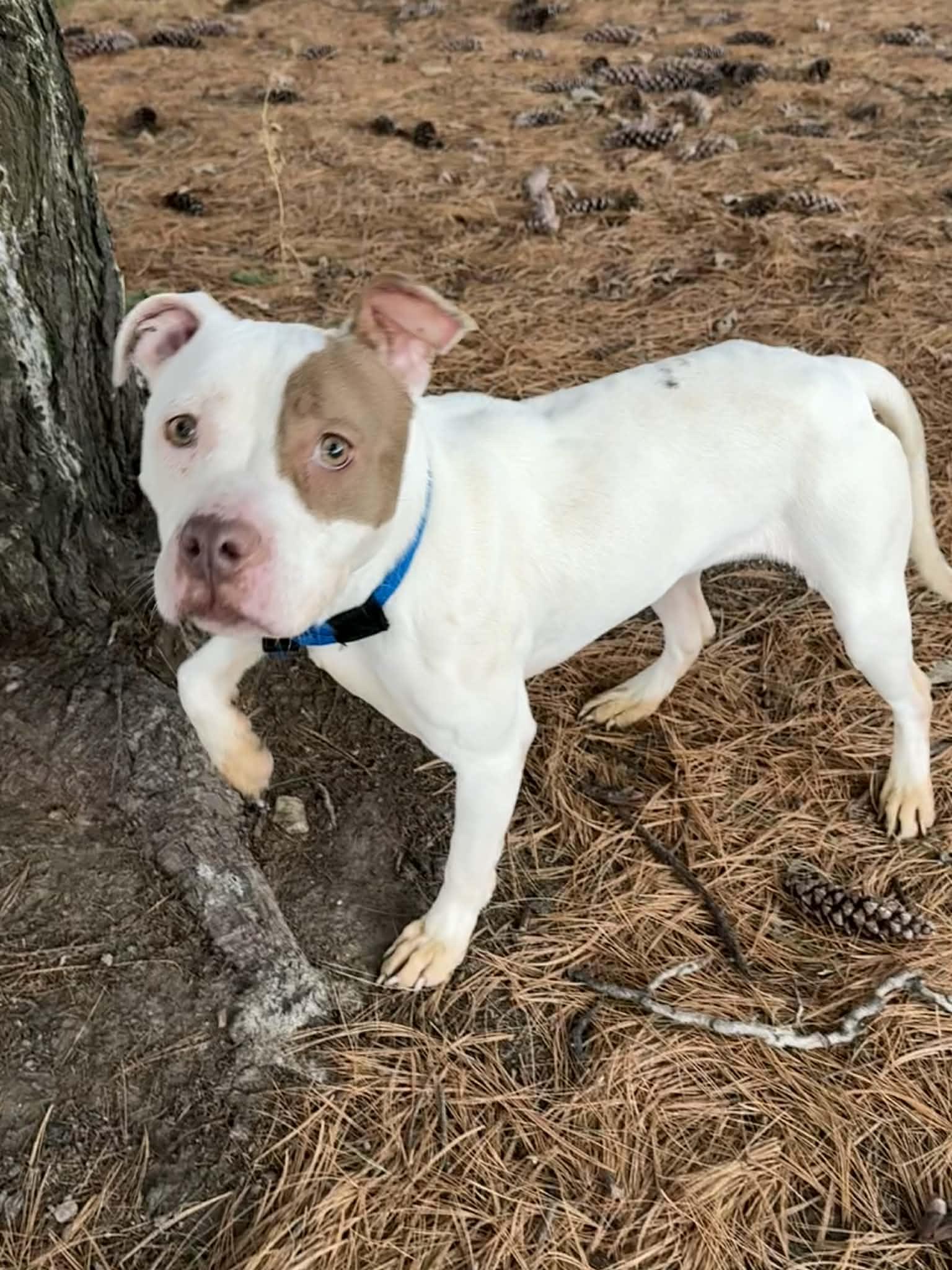 Enlarge Princess, an adopted mixed breed in Springfield, IL image 4/4