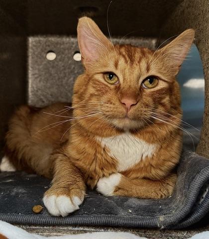 Enlarge Jack-Jack, a ADOPTABLE Domestic Medium Hair in Missoula, MT image 1/1