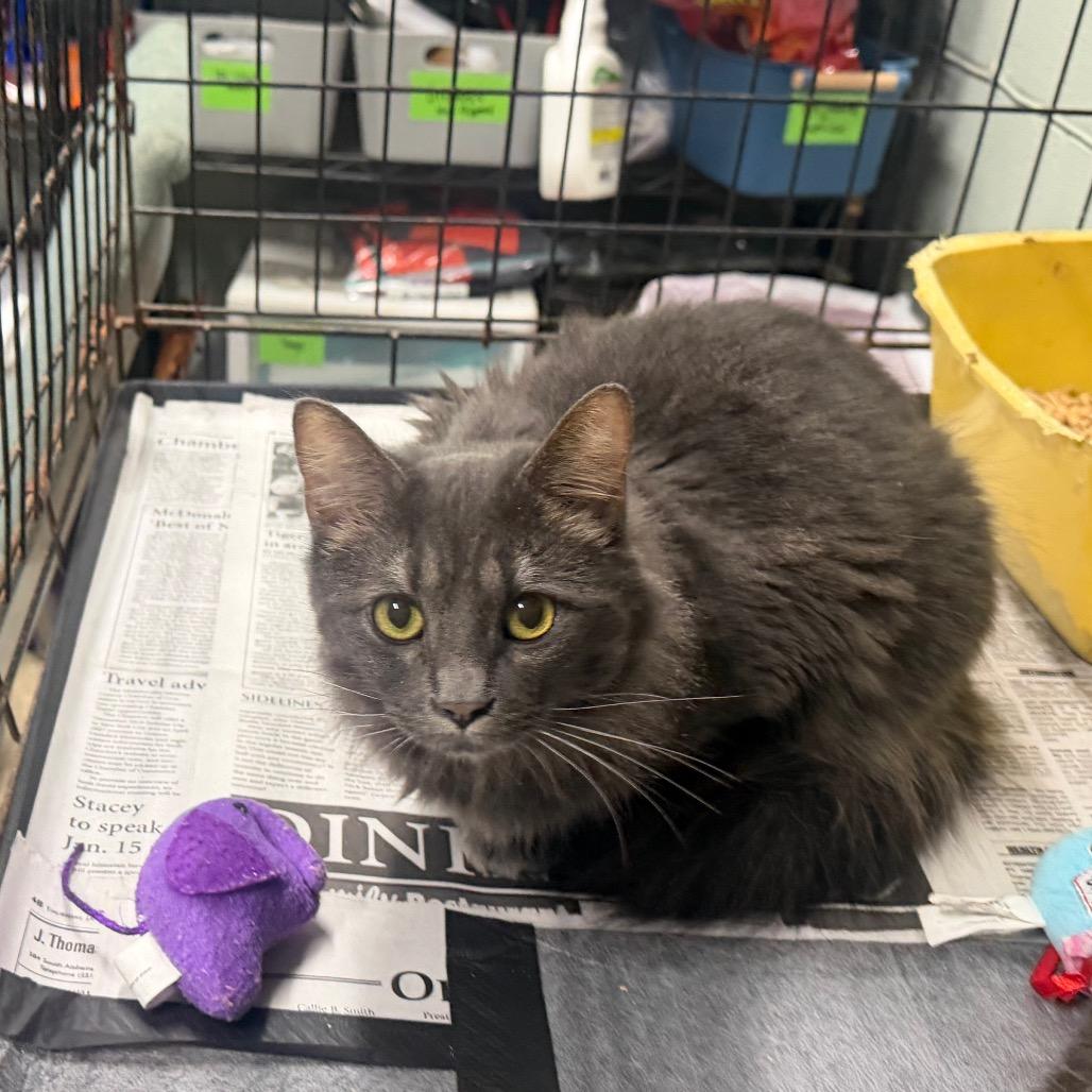 Enlarge Fatboy, a Adoptable Domestic Medium Hair in Monroeville, AL image 1/1