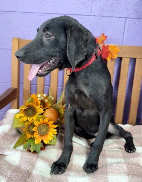 **BARRY**, a Adoptable Black Labrador Retriever in North Prairie, WI image 1/3