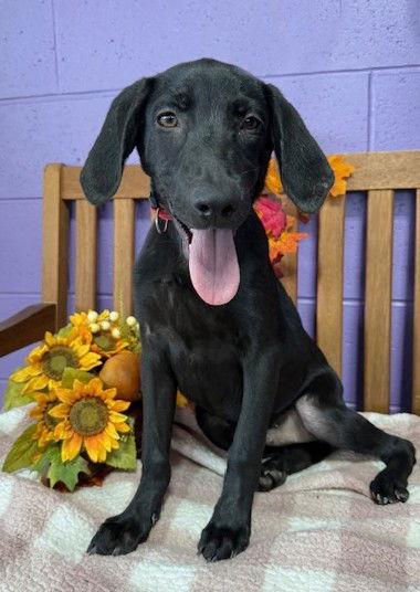 **BARRY**, a Adoptable Black Labrador Retriever in North Prairie, WI image 2/3