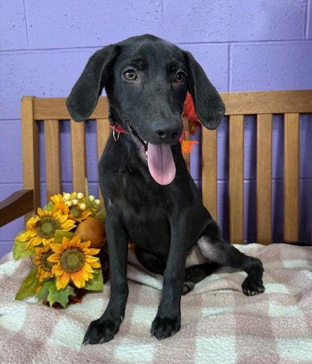 **BARRY**, a Adoptable Black Labrador Retriever in North Prairie, WI image 3/3