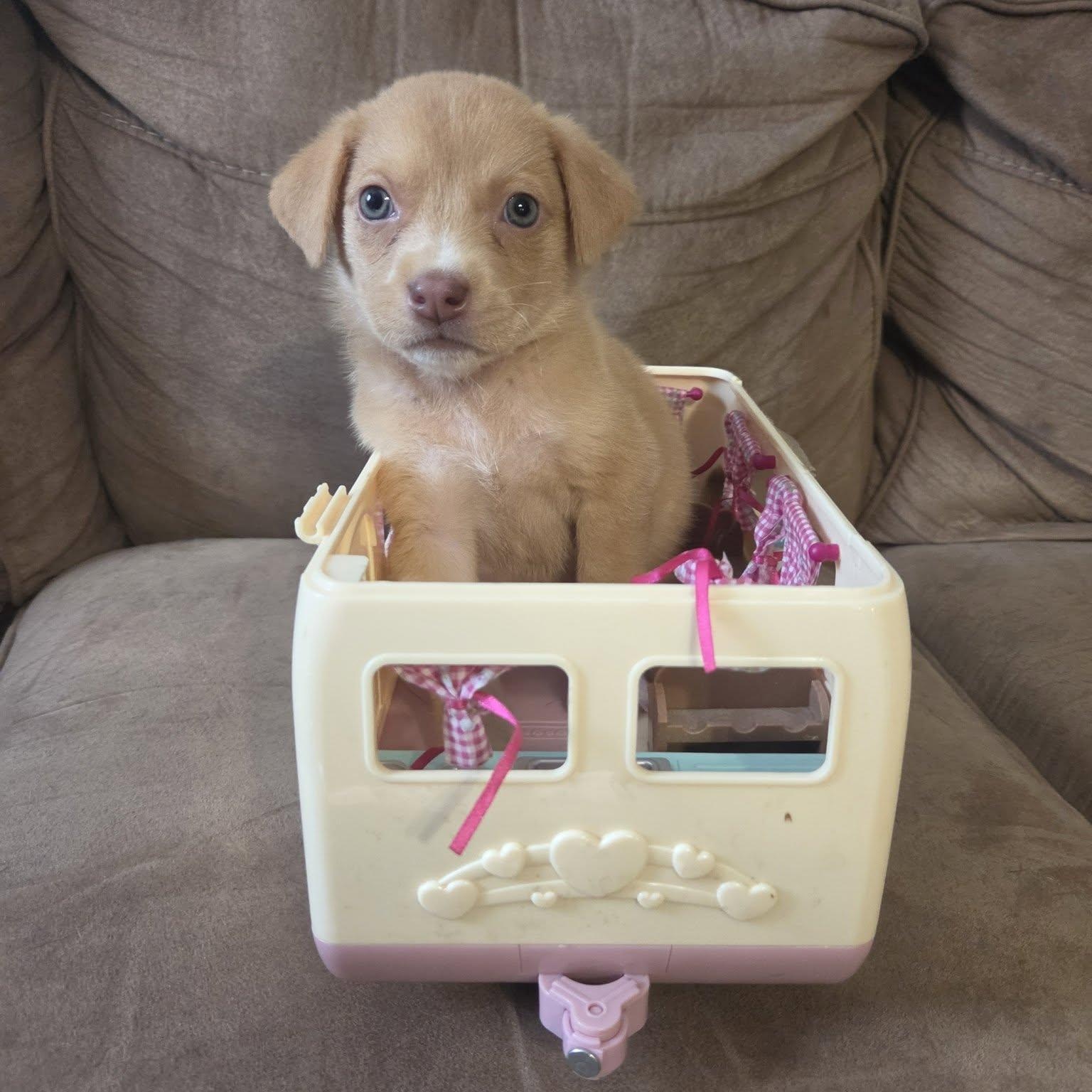 Enlarge Newman, a Adopted mixed breed in Waxhaw, NC image 4/4