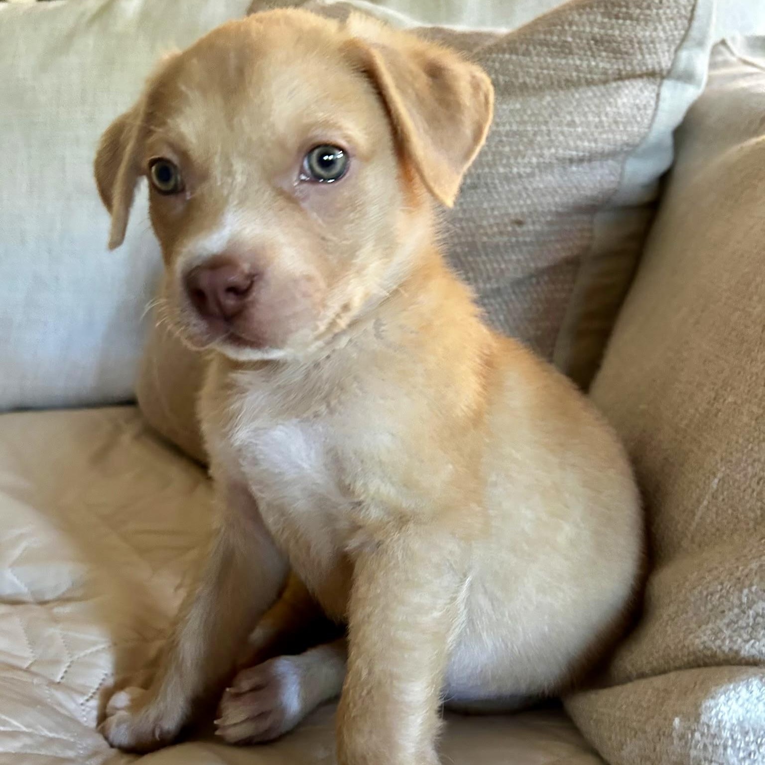 Newman, Adopted, Puppy Male Terrier.