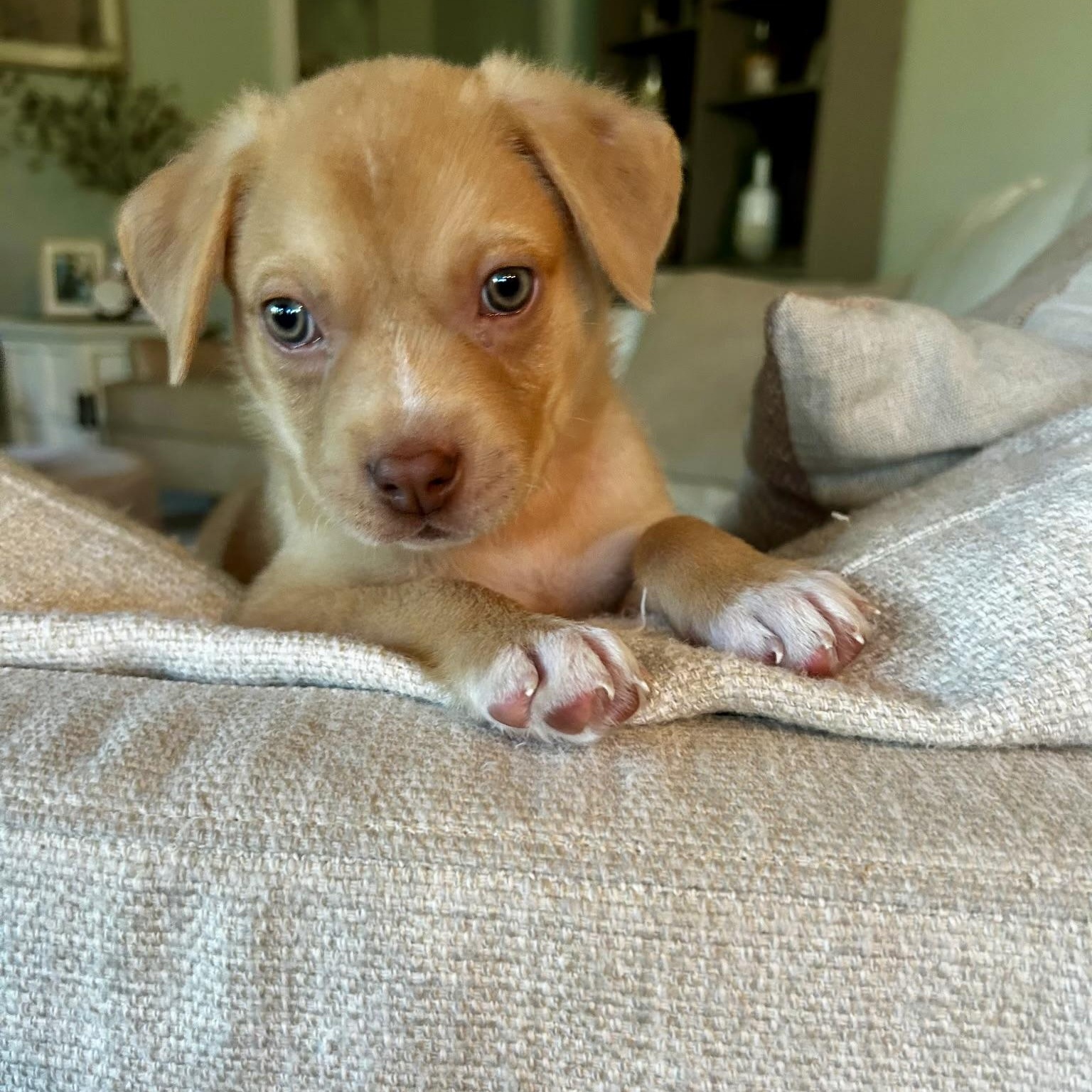 Enlarge Newman, a Adopted mixed breed in Waxhaw, NC image 2/4