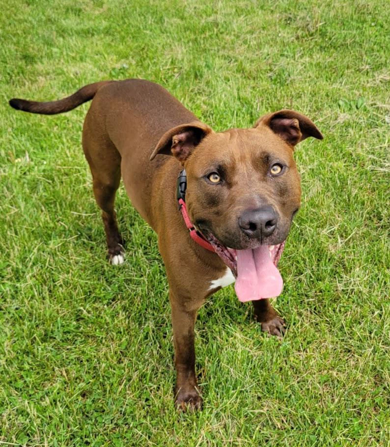 Enlarge Buck, a Adoptable mixed breed in Lisbon, OH image 1/6