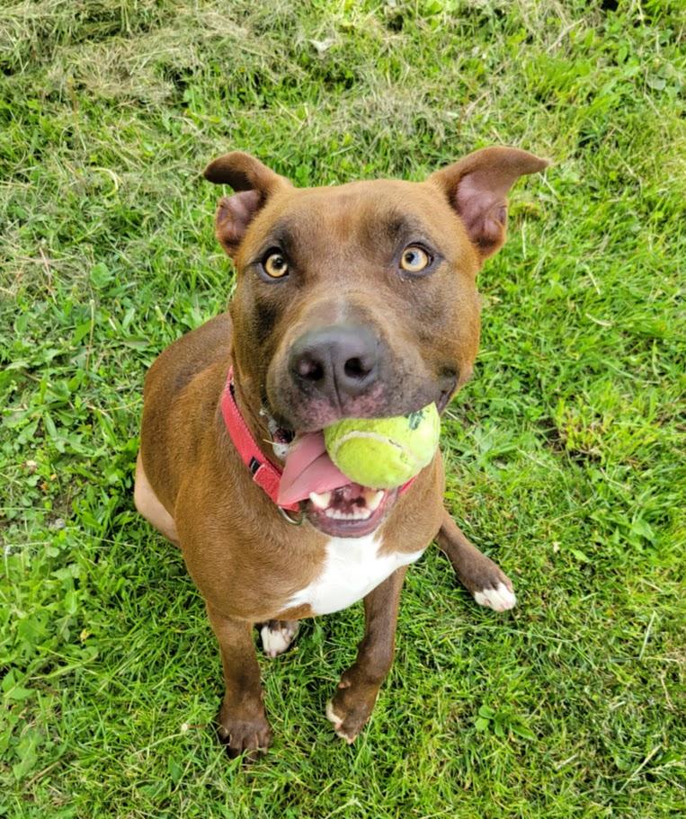 Enlarge Buck, a Adoptable mixed breed in Lisbon, OH image 2/6